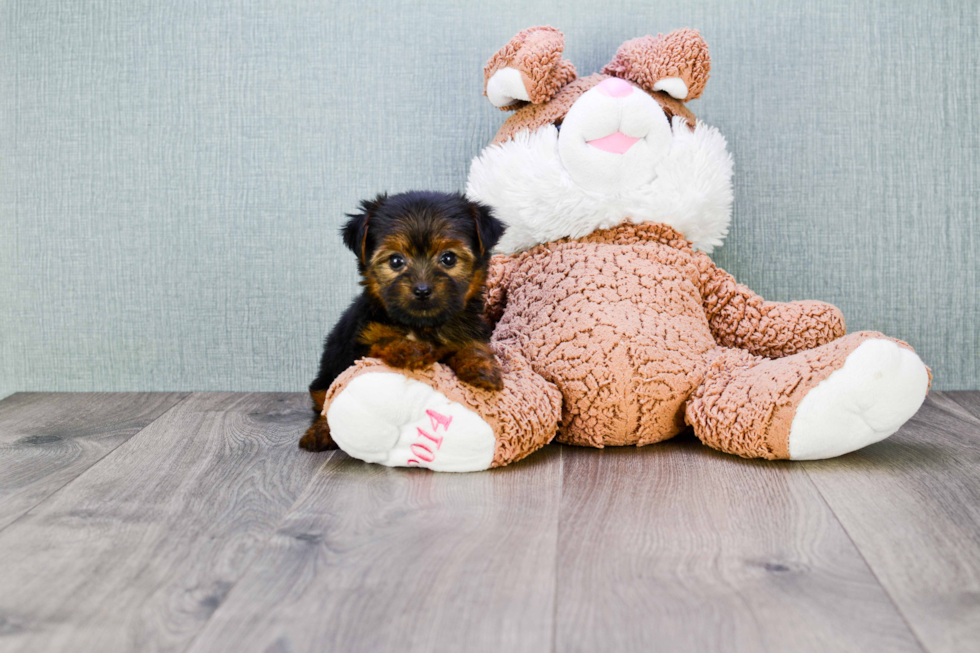 Meet Bella - our Yorkshire Terrier Puppy Photo 