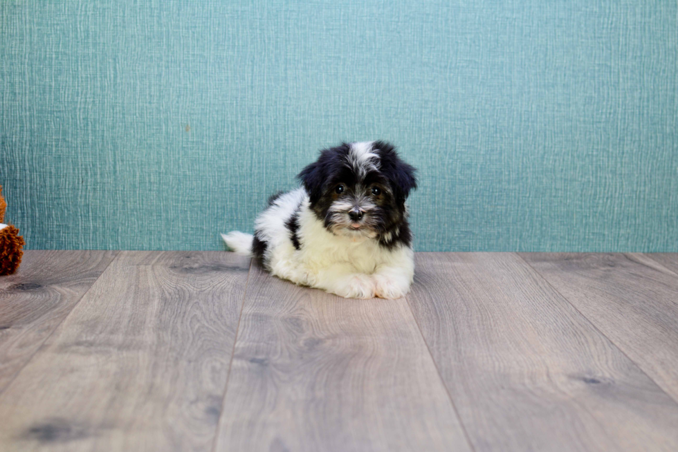 Smart Havanese Purebred Puppy