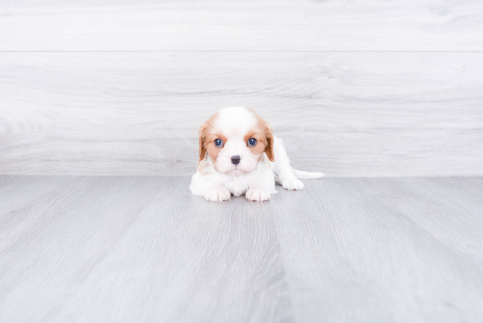 Small Cavalier King Charles Spaniel Purebred Pup