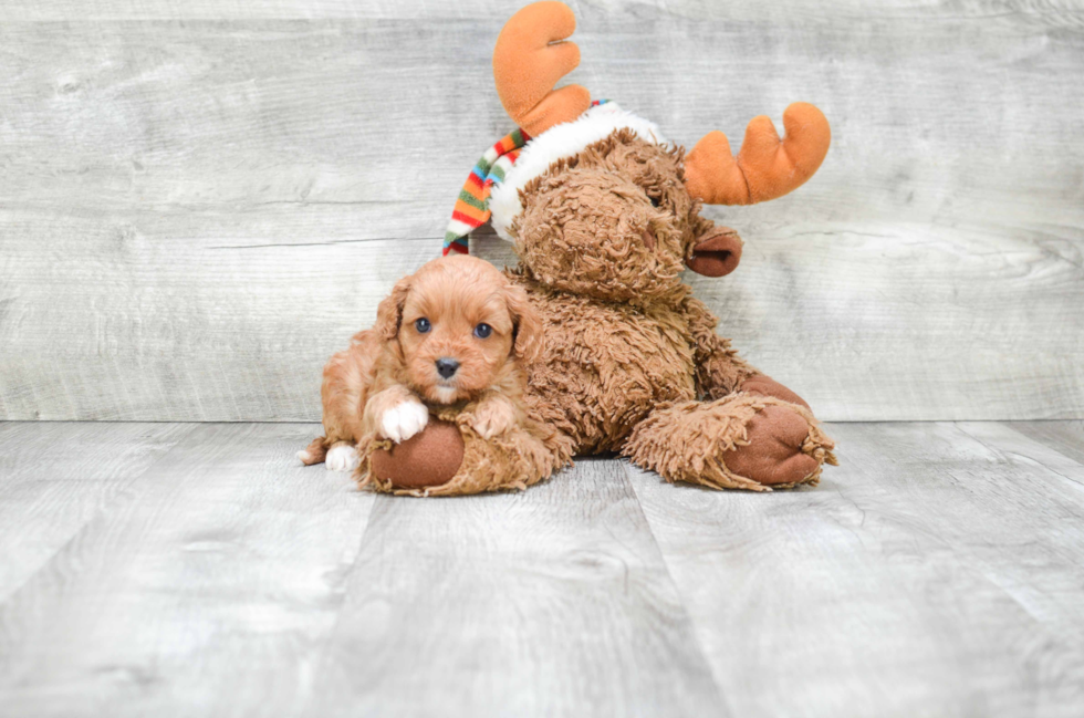 Best Cavapoo Baby