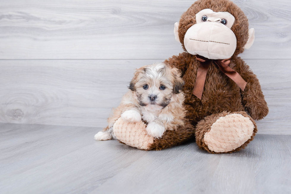 Funny Teddy Bear Designer Pup