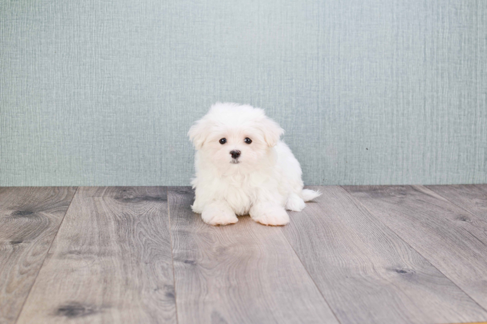 Funny Maltese Purebred Pup