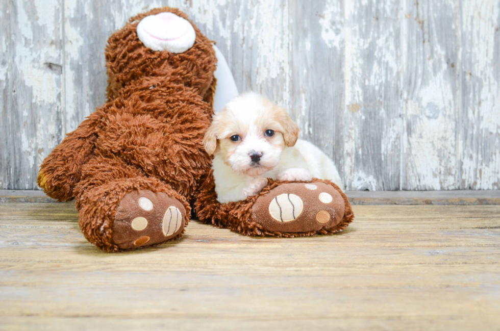 Best Cavachon Baby