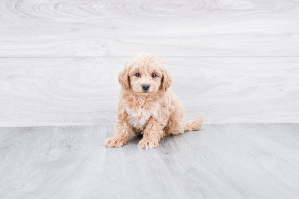 Mini Goldendoodle Pup Being Cute