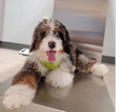 Smart Mini Bernedoodle Pup