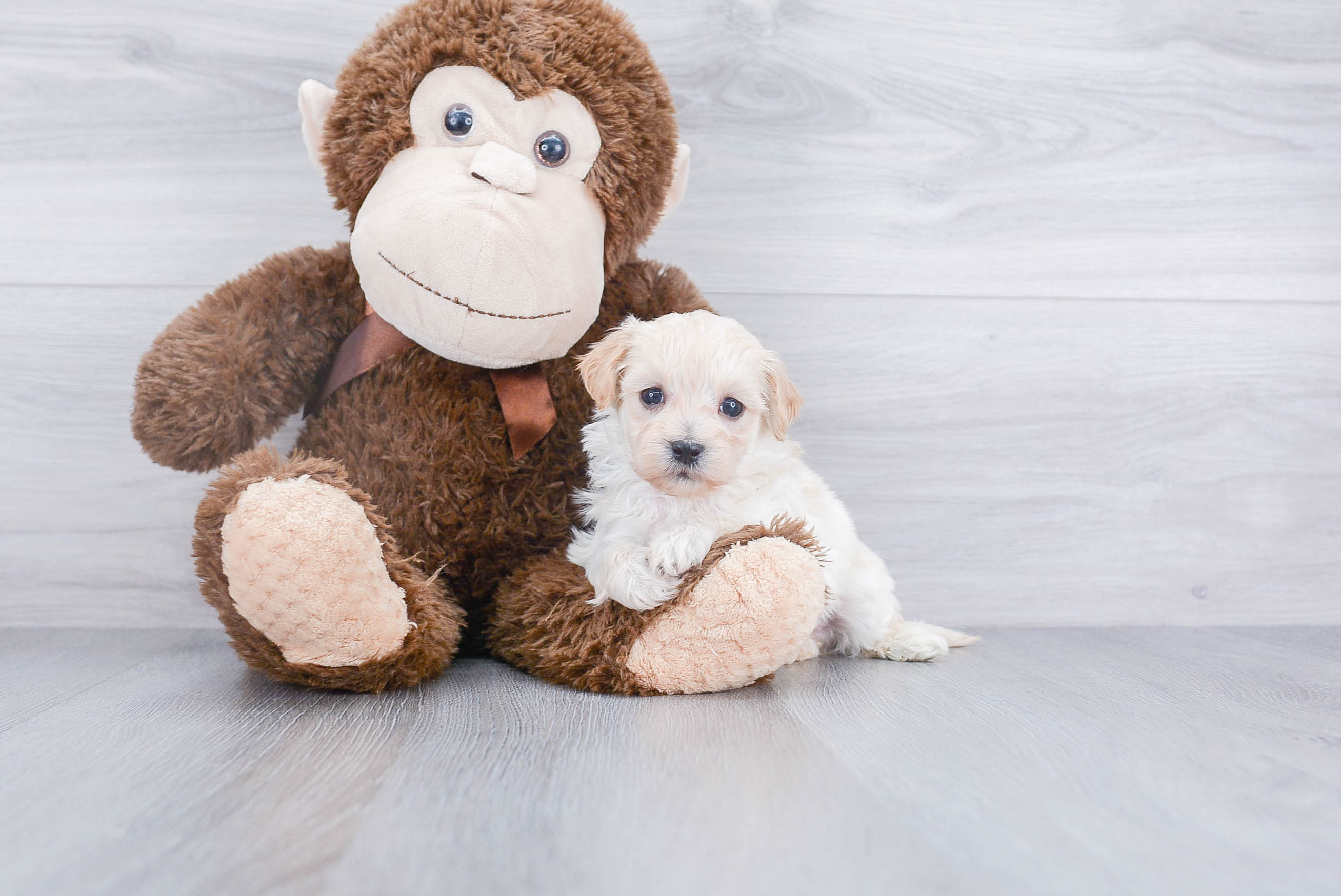 Cute Maltipoo Baby