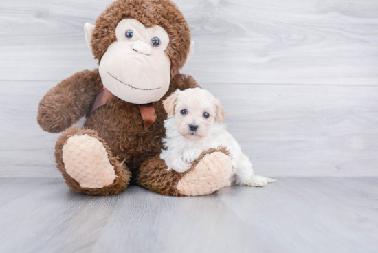 Cute Maltipoo Baby