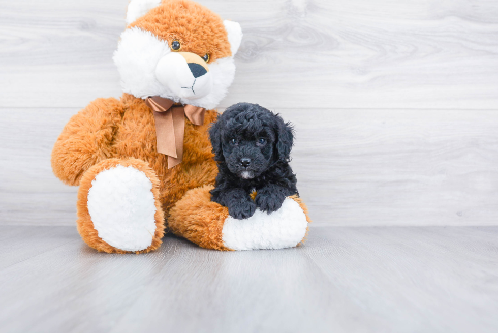 Poodle Pup Being Cute