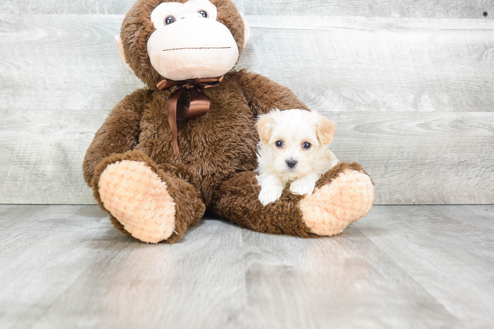 Maltipoo Puppy for Adoption