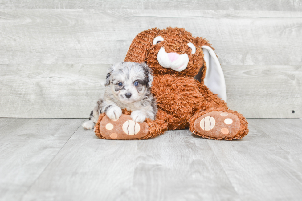 Mini Aussiedoodle Puppy for Adoption