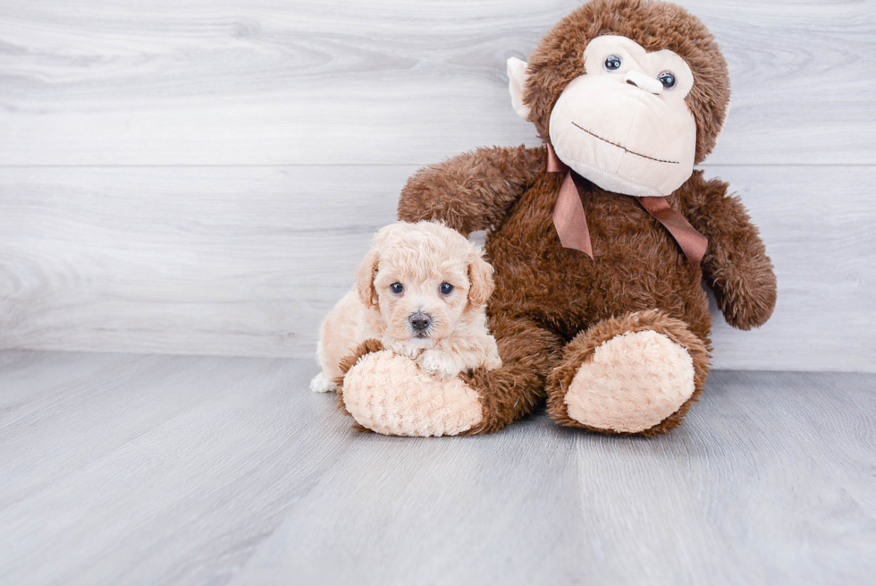 Maltipoo Pup Being Cute