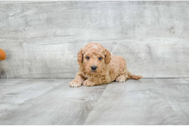 Mini Goldendoodle Pup Being Cute