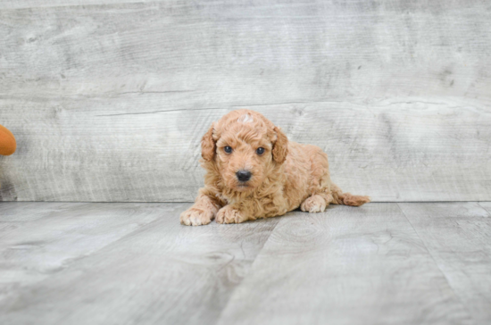 Mini Goldendoodle Pup Being Cute