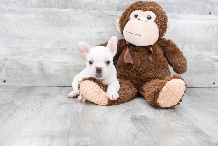 Funny French Bulldog Purebred Pup