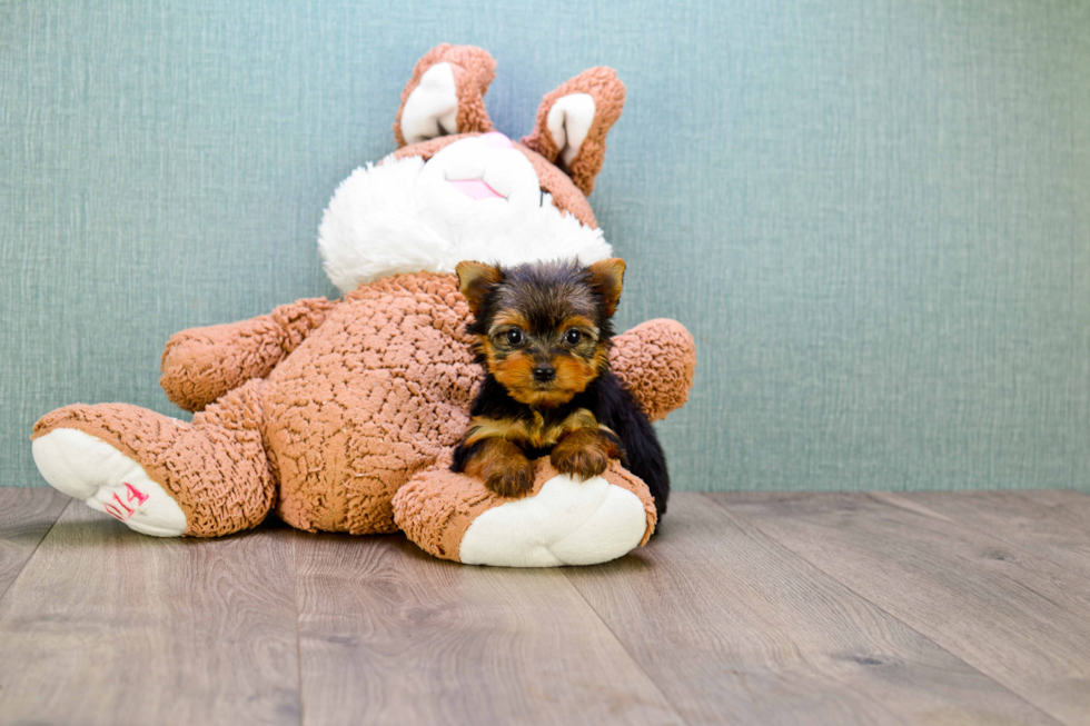 Meet Heidi - our Yorkshire Terrier Puppy Photo 