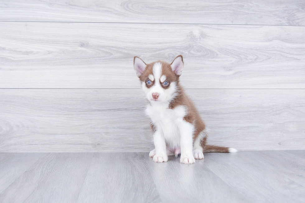 Pomsky Pup Being Cute