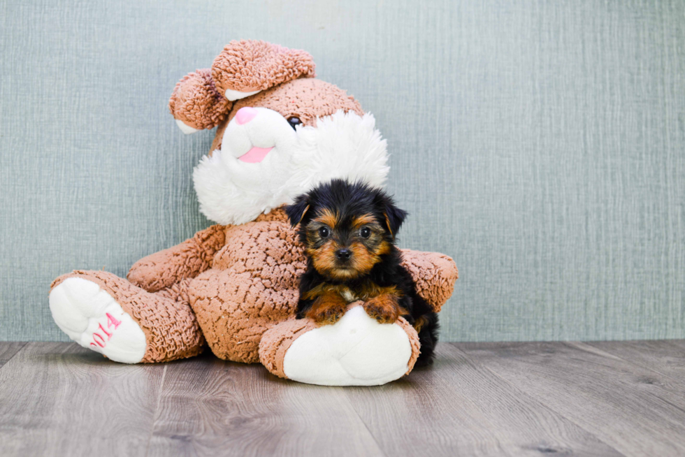 Meet Fiona - our Yorkshire Terrier Puppy Photo 