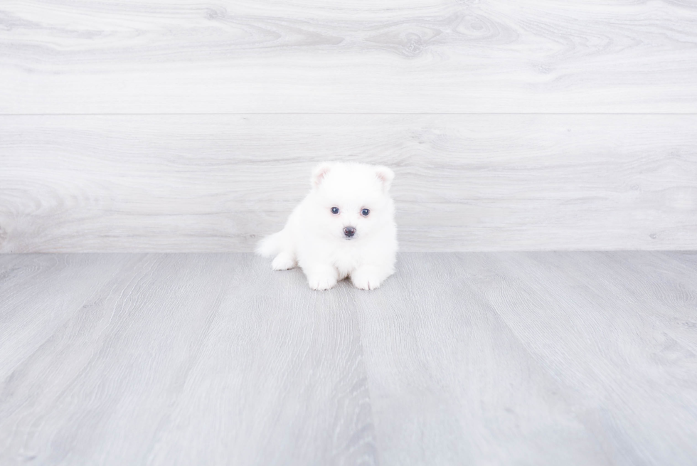 Happy Pomeranian Purebred Puppy