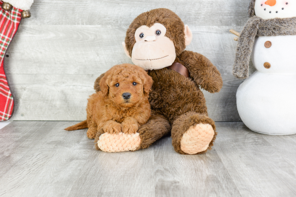 Funny Mini Goldendoodle Poodle Mix Pup