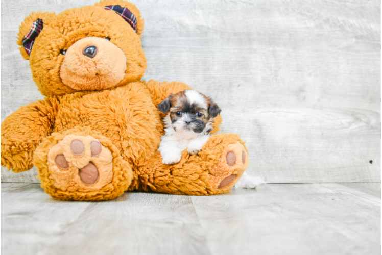 Teddy Bear Pup Being Cute