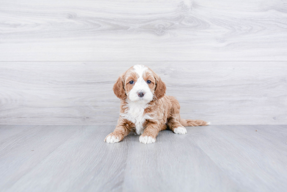 Cockapoo Pup Being Cute