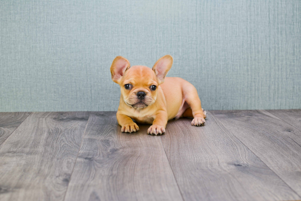 Small French Bulldog Baby