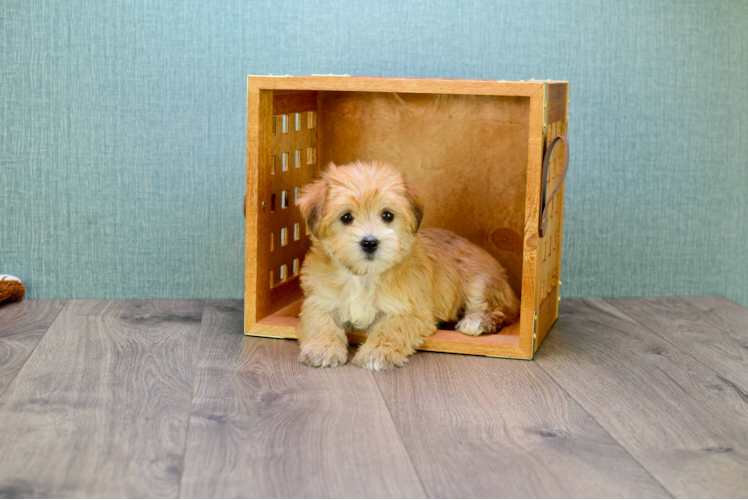 Friendly Morkie Baby