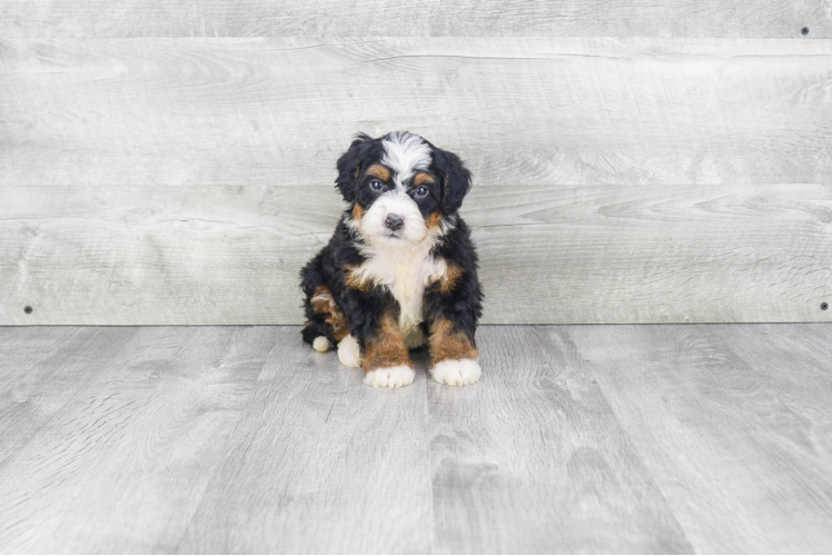 Mini Bernedoodle Pup Being Cute