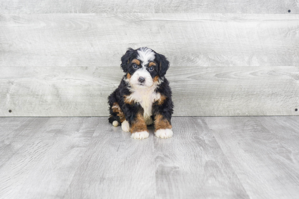 Mini Bernedoodle Pup Being Cute