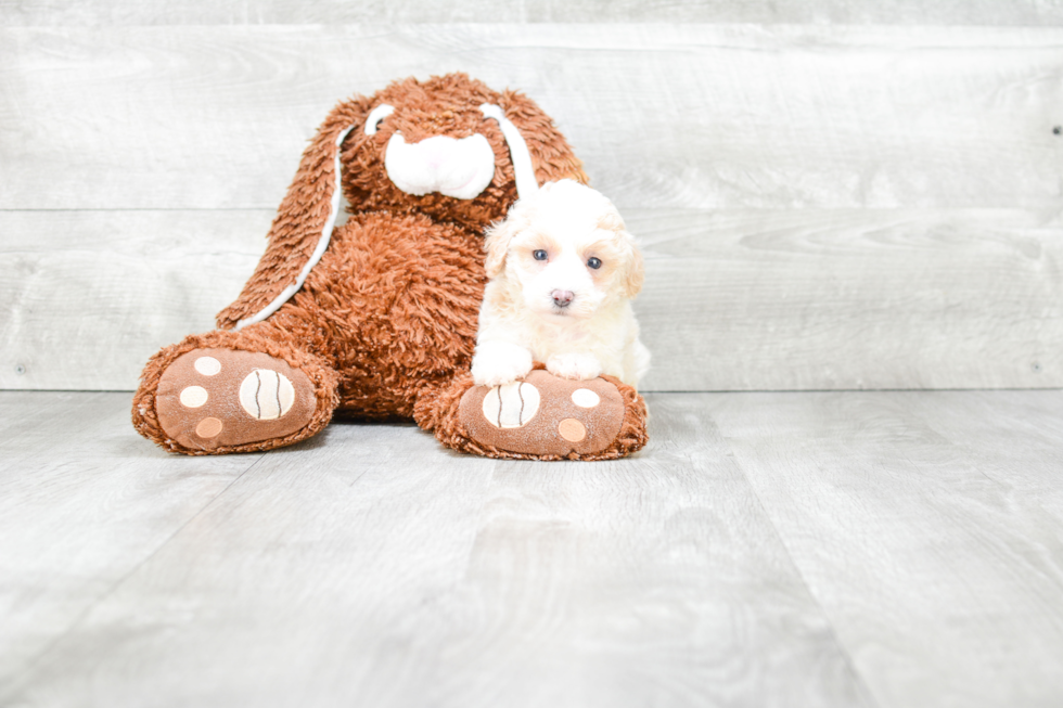 Little Maltepoo Poodle Mix Puppy