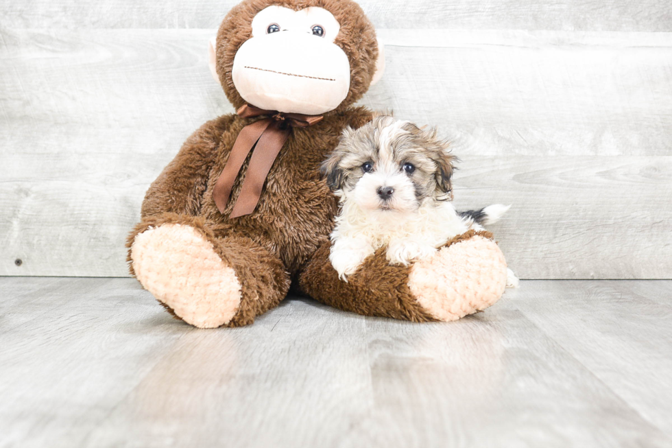 Funny Havanese Purebred Pup