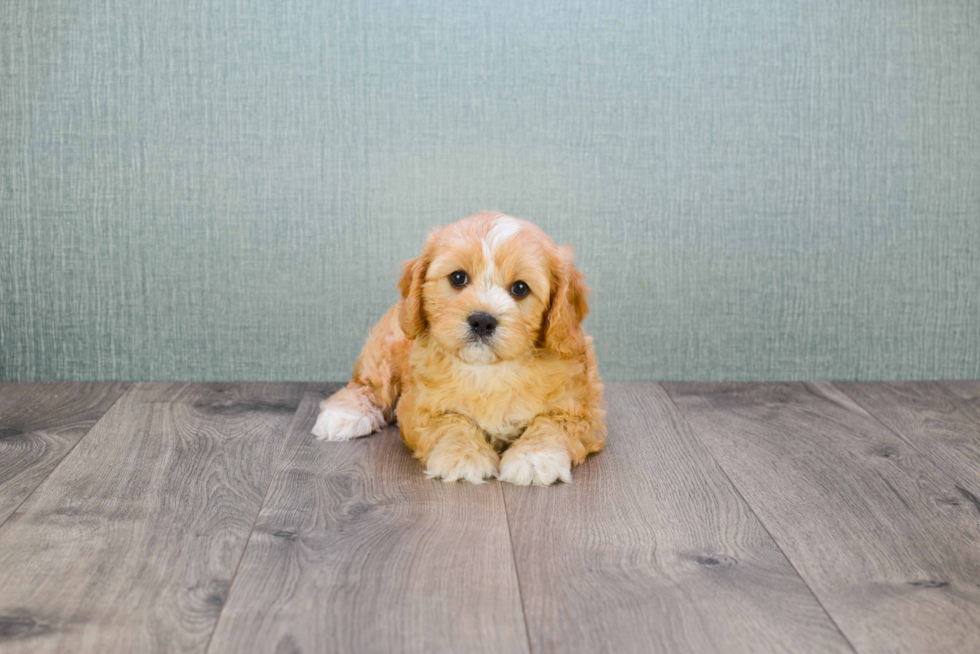 Happy Cavapoo Baby