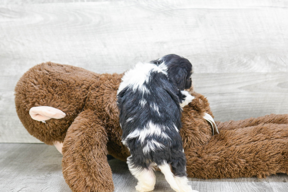 Popular Cavachon Designer Pup