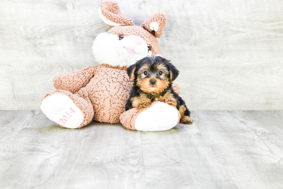 Meet Timmy - our Yorkshire Terrier Puppy Photo 