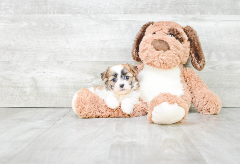 Adorable Shichon Designer Puppy