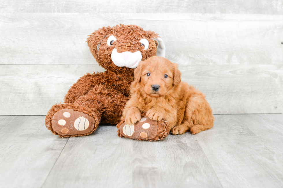 Mini Goldendoodle Pup Being Cute