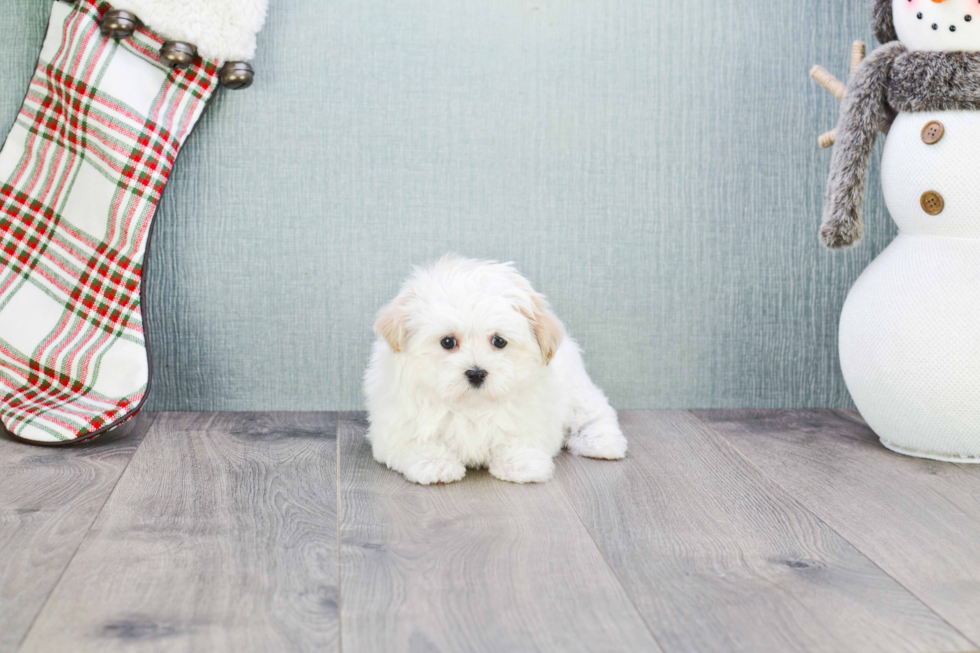 Maltipoo Pup Being Cute