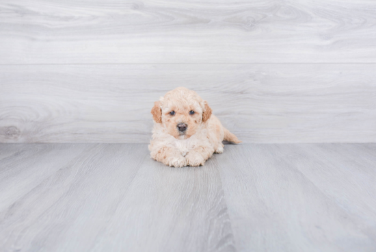 Funny Mini Goldendoodle Poodle Mix Pup