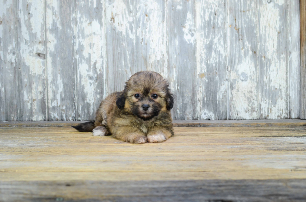 Best Teddy Bear Baby