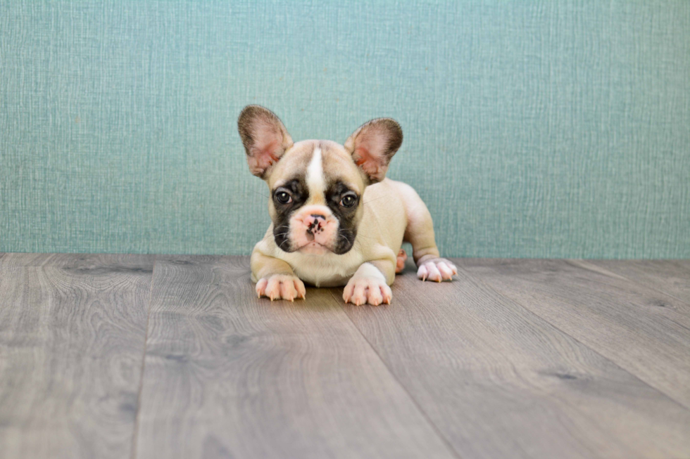 French Bulldog Pup Being Cute