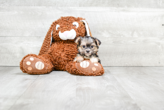 Morkie Puppy for Adoption