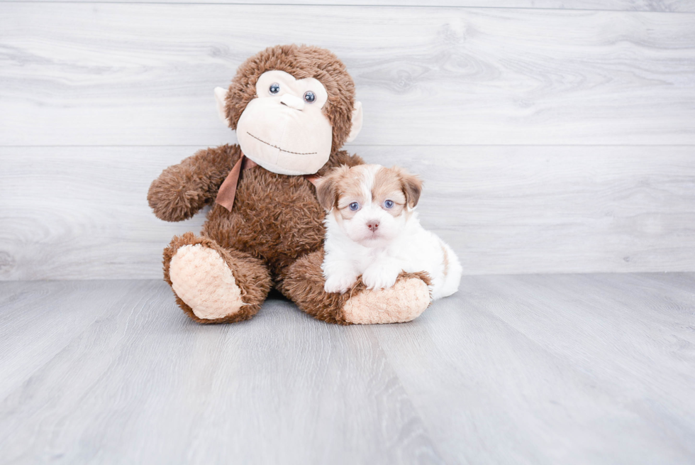 Teddy Bear Pup Being Cute