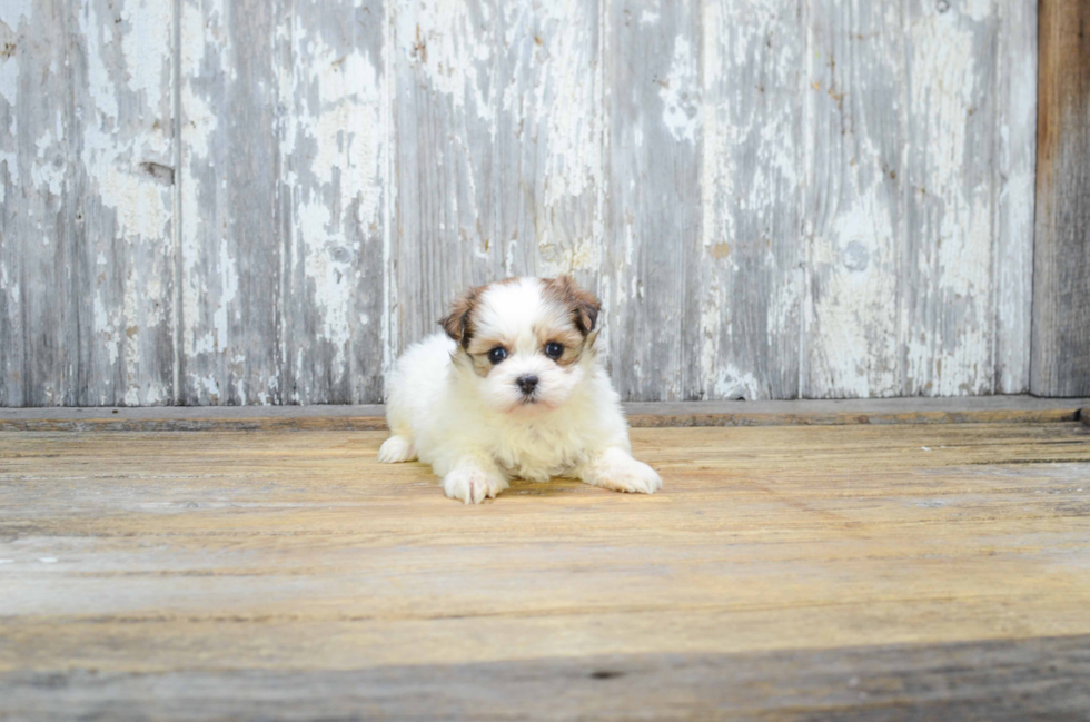 Friendly Teddy Bear Baby