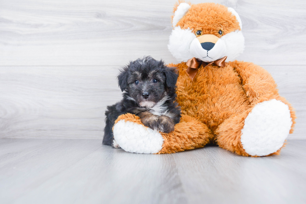 Friendly Mini Aussiedoodle Baby