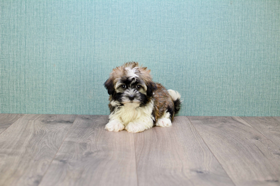 Havanese Pup Being Cute