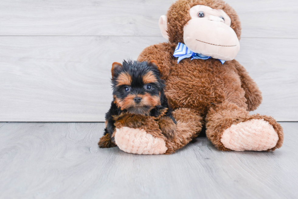 Meet Bella - our Yorkshire Terrier Puppy Photo 