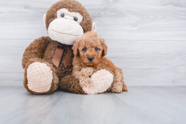 Petite Mini Goldendoodle Poodle Mix Pup