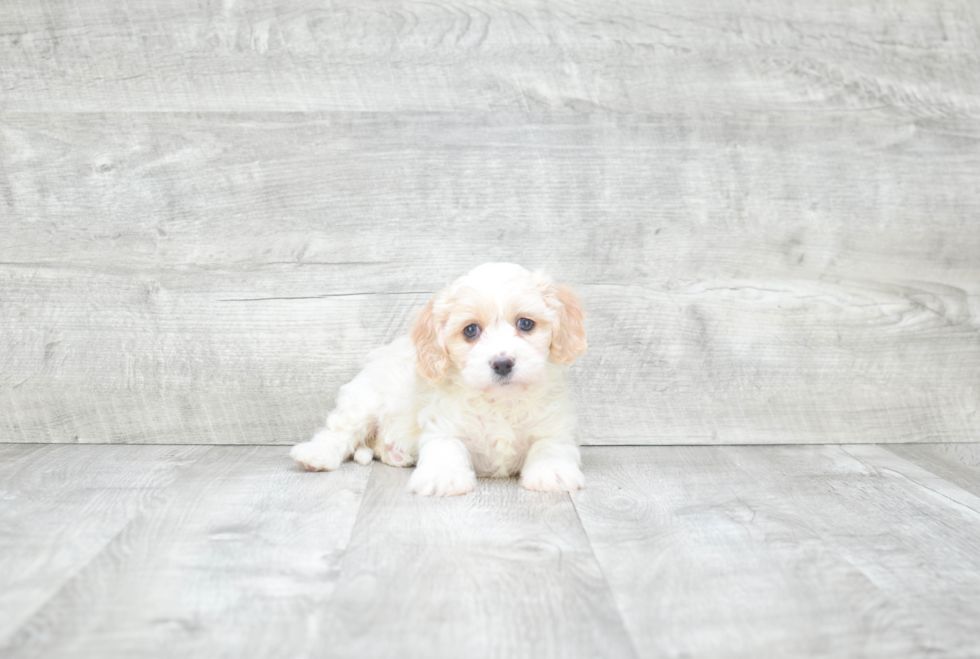 Little Cavalier Designer Puppy