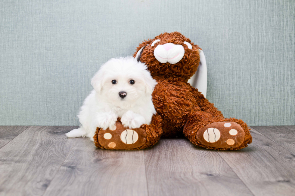 Funny Maltese Baby