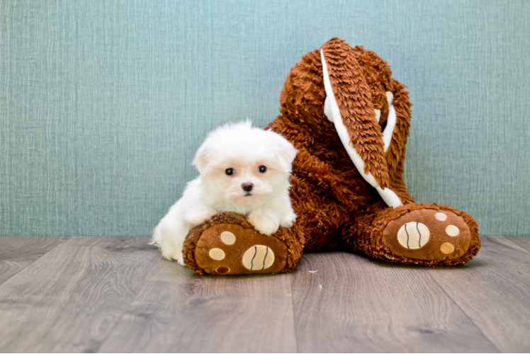 Adorable Maltese Purebred Puppy